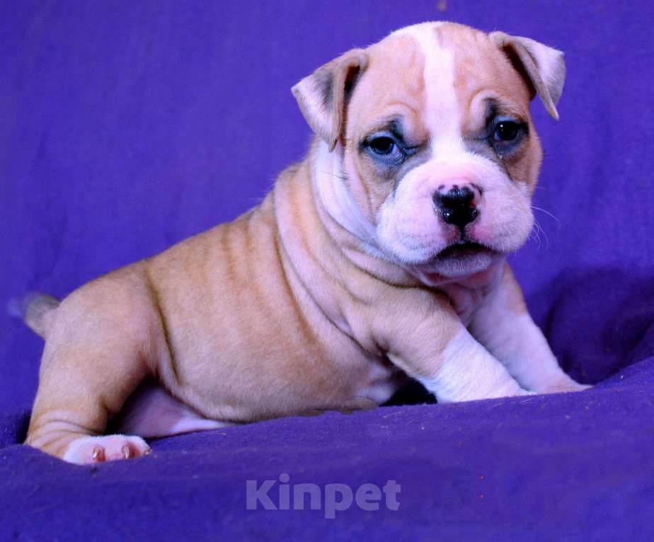 Собаки в Москве: Дети-булли Разнополые, 70 000 руб. - фото 7