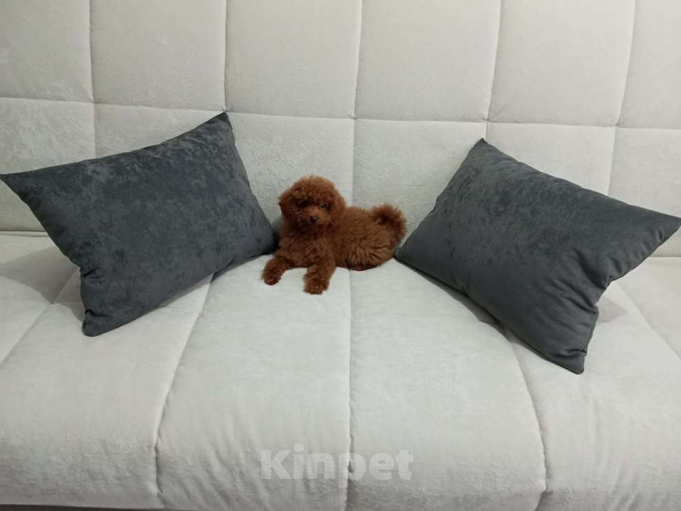 Собаки в Лиски: Той-пудель  Мальчик, 90 000 руб. - фото 1