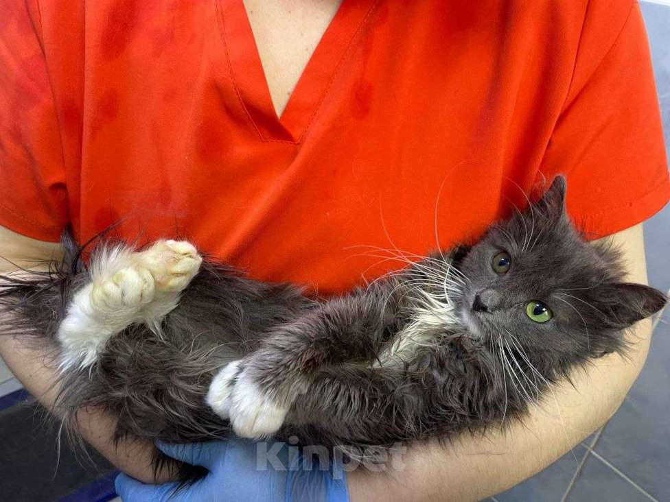 Кошки в Москве: Котенок в добрые руки Девочка, Бесплатно - фото 3