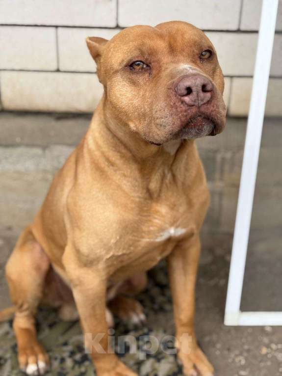 Собаки в других городах Ставропольского края: Ищем хороших хозяев  Девочка, Бесплатно - фото 5