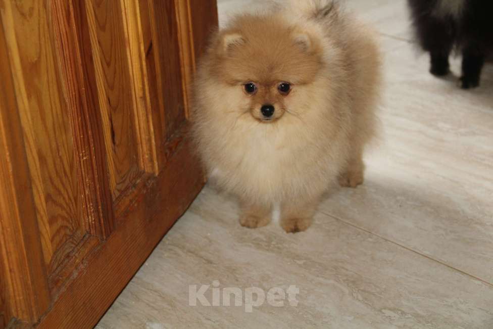 Собаки в Раменском: Девочка шпица Девочка, 50 000 руб. - фото 2