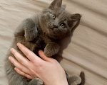 Кошки в других городах Московской области: Котёнок в добрые руки Девочка, Бесплатно - фото 1