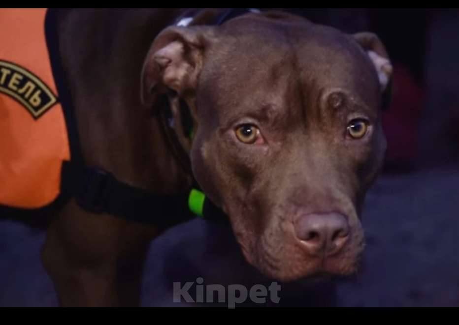 Собаки в Москве: Девочка шоколадка Девочка, Бесплатно - фото 2