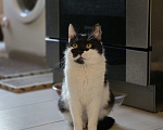 Кошки в Москве: Кнопа ищет семью Девочка, Бесплатно - фото 4