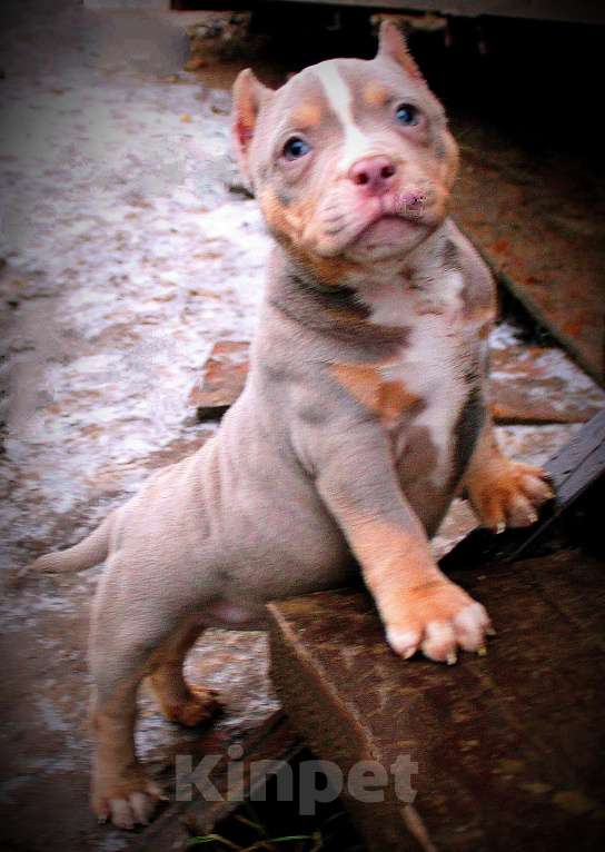 Собаки в других городах Ярославской области: Девочки булли Девочка, 90 000 руб. - фото 4