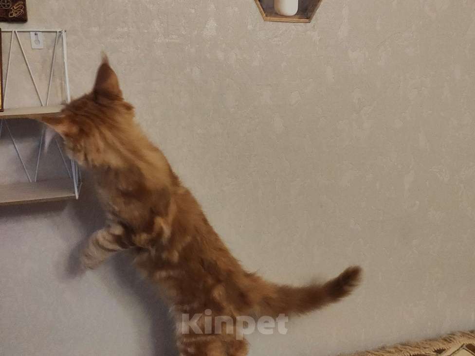 Кошки в Санкт-Петербурге: Котята мейн-кун Мальчик, 49 000 руб. - фото 7