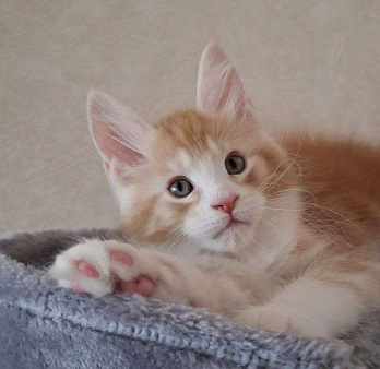 Продаётся котёнок мейн-кун, мальчик, яркий рыжий окрас d 03 22, из питомника EdenLight (Геленджик)