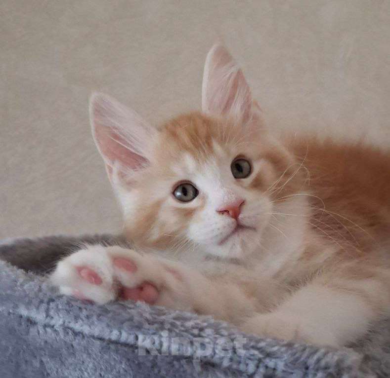 Кошки в Геленджике: Продаётся котёнок мейн-кун, мальчик, яркий рыжий окрас d 03 22, из питомника EdenLight (Геленджик) Мальчик, Бесплатно - фото 1