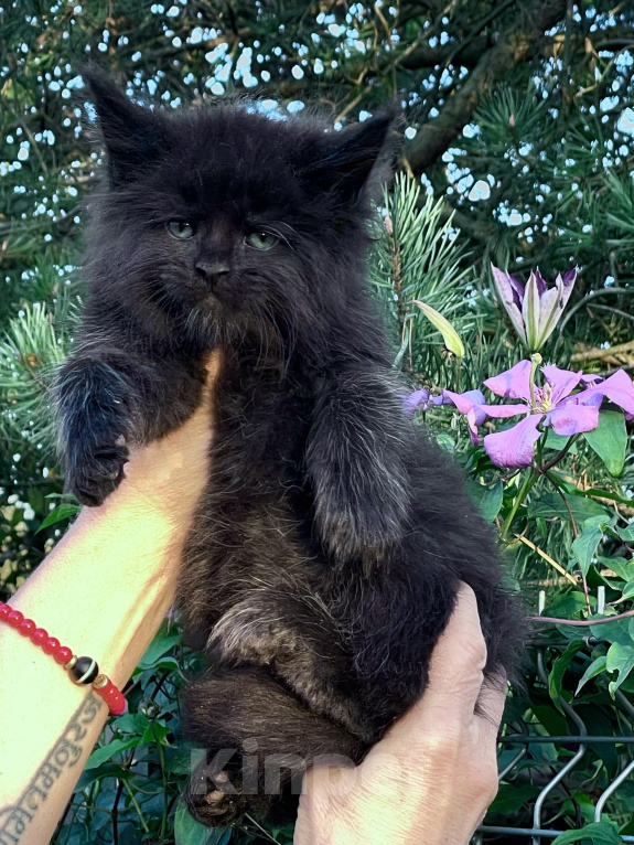 Кошки в Санкт-Петербурге: Мейн кун черный котенок Мальчик, 80 000 руб. - фото 5