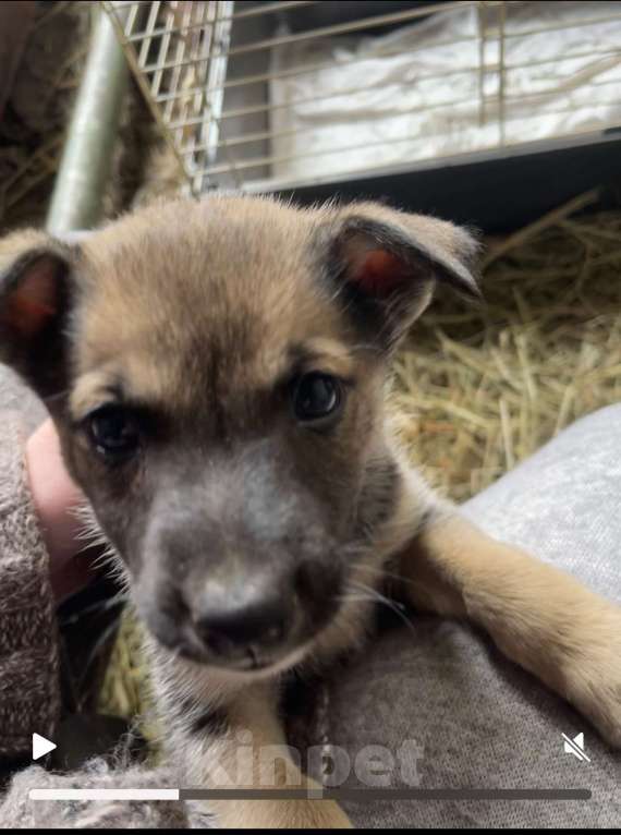 Собаки в Москве: Девочка и мальчик помесь с лайкой Девочка, Бесплатно - фото 7