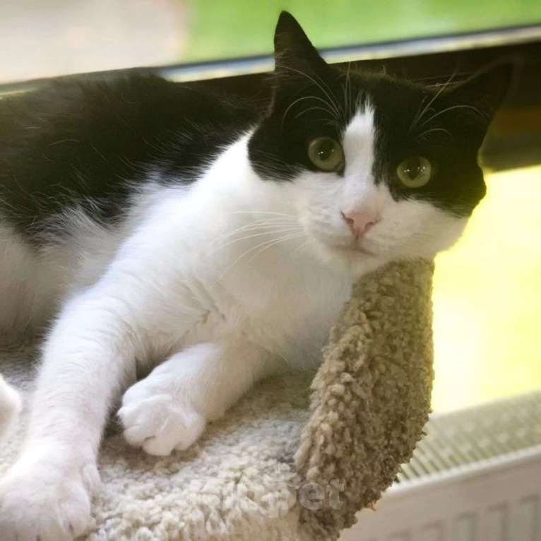 Кошки в Москве: Кошечку Домино не берут из-за лейкоза Девочка, Бесплатно - фото 5