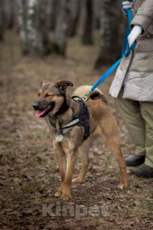 Собаки в Москве: Юхо! Он будет радовать Вас! В добрые руки! Мальчик, Бесплатно - фото 5