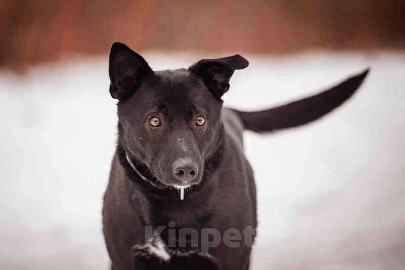 Собаки в Москве: Черная красавица и умница Марта в добрые руки Девочка, Бесплатно - фото 7