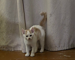 Кошки в Москве: Котенок, 2 мес., слабослышащий, очень ждет своих ЛЮДЕЙ Мальчик, Бесплатно - фото 3