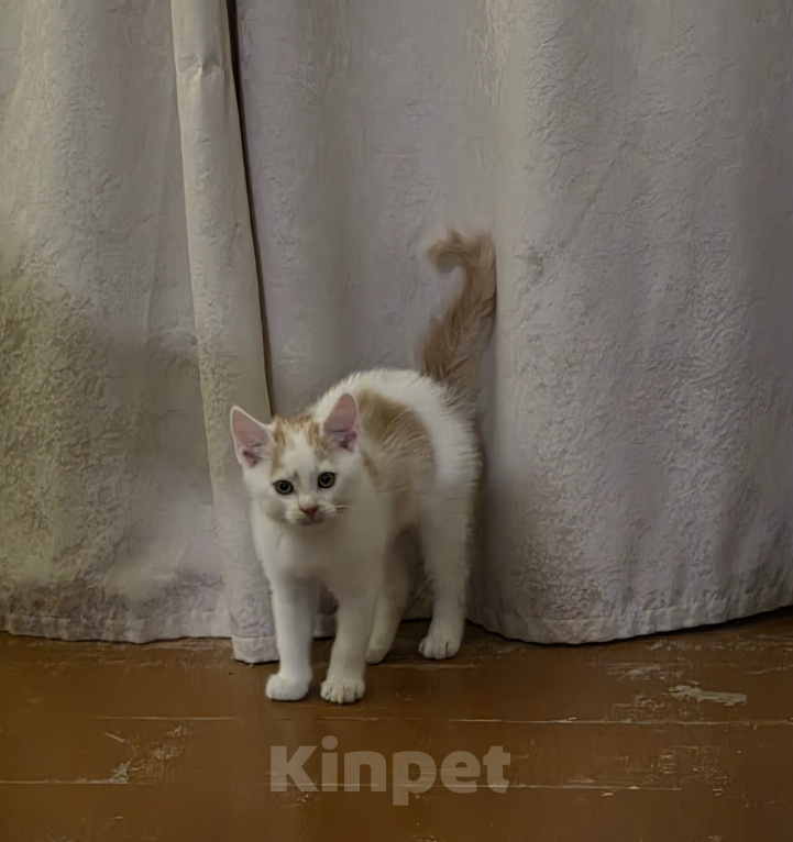 Кошки в Москве: Котенок, 2 мес., слабослышащий, очень ждет своих ЛЮДЕЙ Мальчик, Бесплатно - фото 3