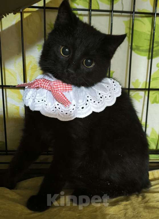 Кошки в Санкт-Петербурге: Чернвш малыш 3,5 мес Мальчик, Бесплатно - фото 1