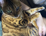 Кошки в Санкт-Петербурге: Потерялась бенгальская кошка с больным глазом Девочка, 1 000 руб. - фото 4