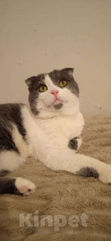 Кошки в Люберцах: Ищет дом скромный котик Батон Мальчик, Бесплатно - фото 2