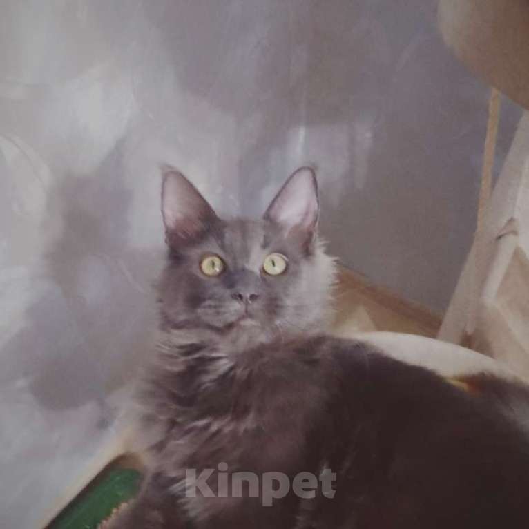 Кошки в Москве: Питомник  long  laif  предлагает Вам котят породы Мейн Кун Мальчик, 25 000 руб. - фото 1