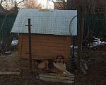 Собаки в Санкт-Петербурге: Отдам собаку бесплатно. Мальчик, Бесплатно - фото 8