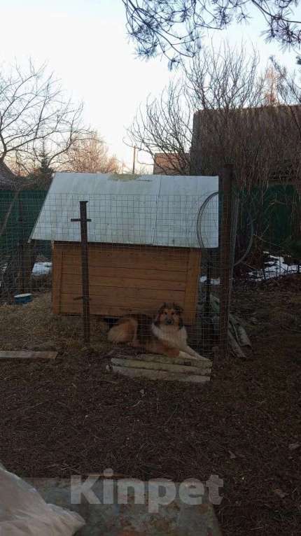 Собаки в Санкт-Петербурге: Отдам собаку бесплатно. Мальчик, Бесплатно - фото 8