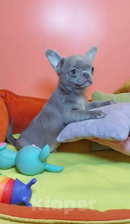 Собаки в Новосибирске: Мальчик лиловый к/ш Мальчик, Бесплатно - фото 1