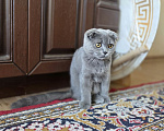 Кошки в Москве: Пропал кот. Выхино Мальчик, Бесплатно - фото 1