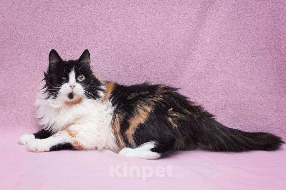 Кошки в Москве: И что же, что глазика нет? — особенная Пеструша тоже хочет быть любимой и нужной Девочка, Бесплатно - фото 2