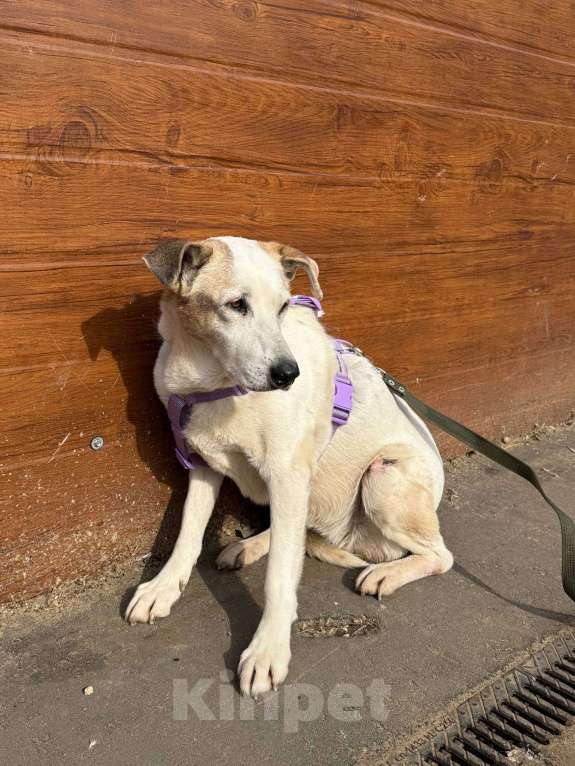 Собаки в Москве: Мотя ищет дом и заботливую семью! 🏡  Девочка, Бесплатно - фото 5