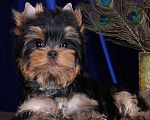 Собаки в Москве: Йоркширский ангелочек по кличке -Принц Лучик Сказочной Долины Мальчик, 60 000 руб. - фото 6