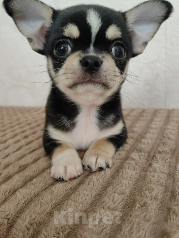 Собаки в Краснодаре: Чихуахуа Мальчик, 35 000 руб. - фото 10