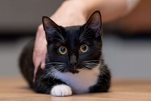 Ксантиппа ищет своих людей