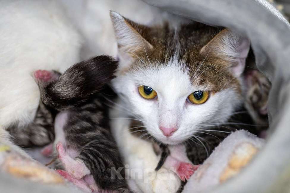 Кошки в Москве: Морошка Девочка, Бесплатно - фото 7