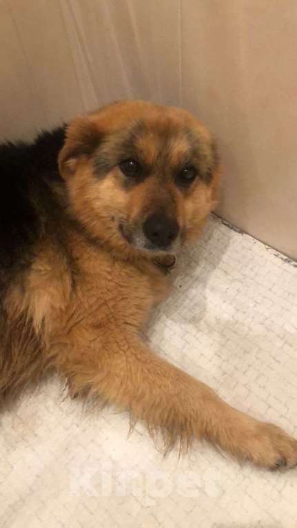 Собаки в других городах Московской области: Потерялись 2 собаки, Дмитровский район Мальчик, 15 000 руб. - фото 2