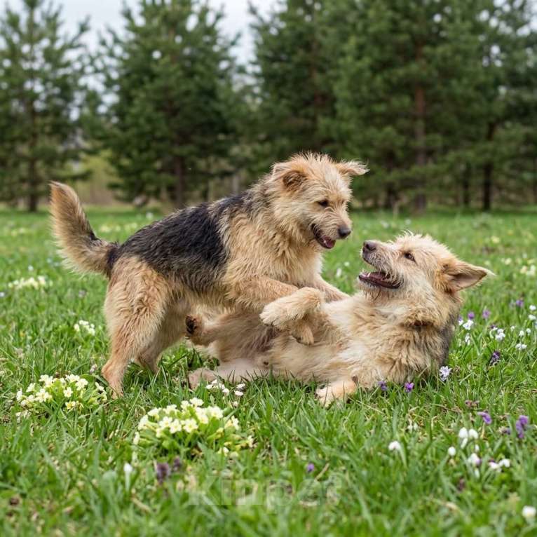 Собаки в Москве: щенки бородатики Флинт и Арчи  в добрые руки Мальчик, Бесплатно - фото 5