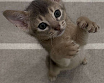 Кошки в Москве: Абиссинский котенок  Мальчик, 40 000 руб. - фото 5