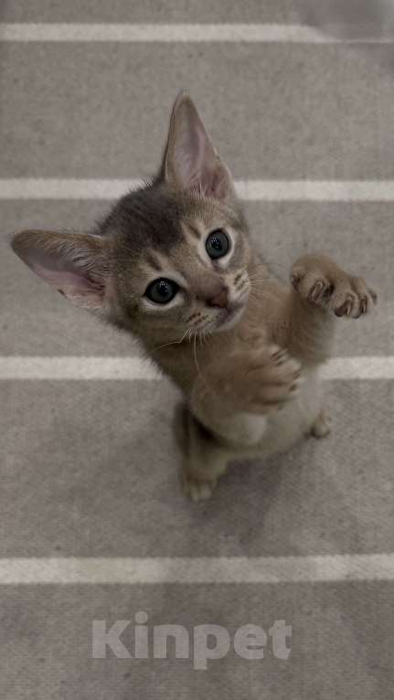 Кошки в Москве: Абиссинский котенок  Мальчик, 40 000 руб. - фото 5