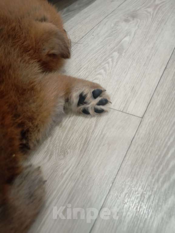 Собаки в Красноярске: Щенок  Мальчик, Бесплатно - фото 6