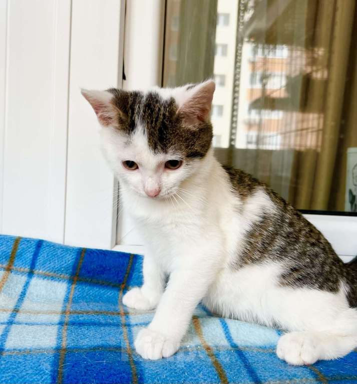 Кошки в Москве: Котенок Лазерь - лучистое счастье в добрые руки Мальчик, Бесплатно - фото 8