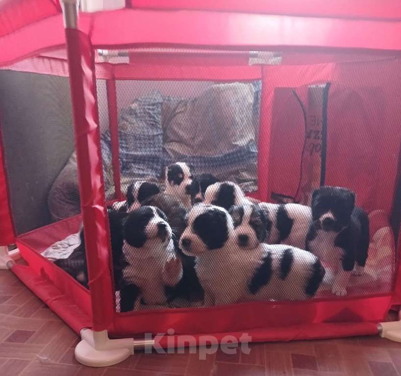 Собаки в Владимире: Щенки Алабая Мальчик, 16 000 руб. - фото 4