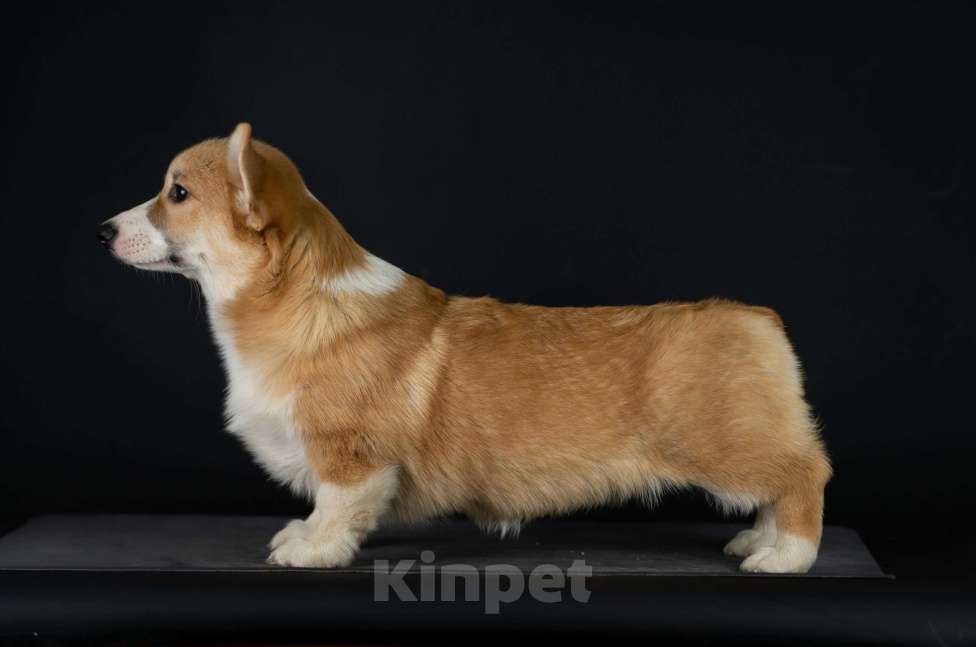 Собаки в Пензе: Юнона Девочка, Бесплатно - фото 4