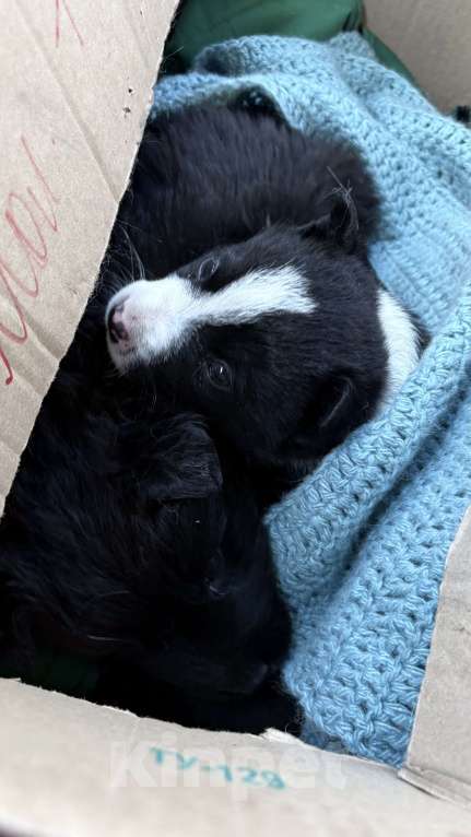 Собаки в Челябинске: Щенки в добрые руки Девочка, Бесплатно - фото 1