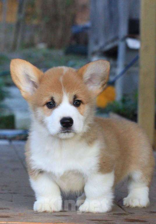 Собаки в Москве: Аманси Блюз Мальчик, 75 000 руб. - фото 1