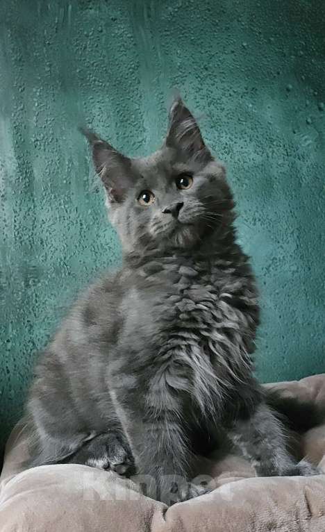 Кошки в Санкт-Петербурге: Мейн-кун котята от Чемпионов  Мальчик, 70 000 руб. - фото 1