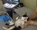 Кошки в Ишимбае: К сожалению, нужны добрые руки.. Котёнок-инвалид, девочка, с недержанием.  Перенесла 2 операции  Девочка, 1 руб. - фото 2