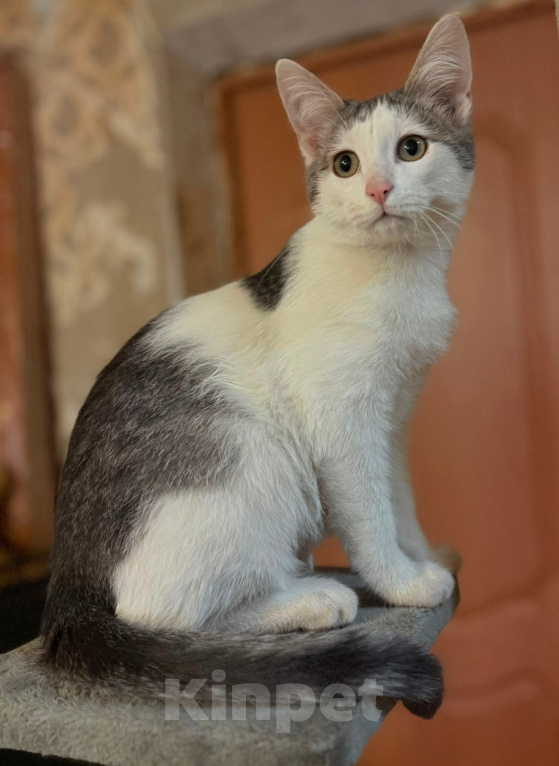 Кошки в Москве: Котенок Лучик ищет дом! Мальчик, Бесплатно - фото 3