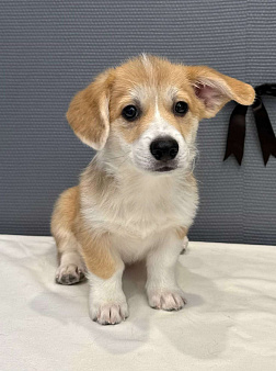 Щенок вельш корги пемброк, мальчик