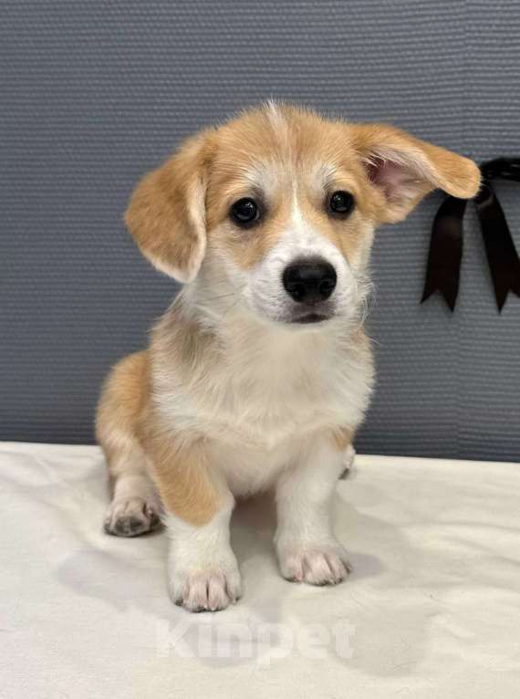 Собаки в Кургане: Щенок вельш корги пемброк, мальчик Мальчик, Бесплатно - фото 1