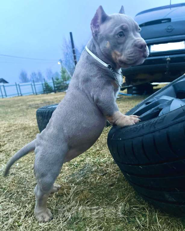 Собаки в Москве: Булли американский Девочка, Бесплатно - фото 5