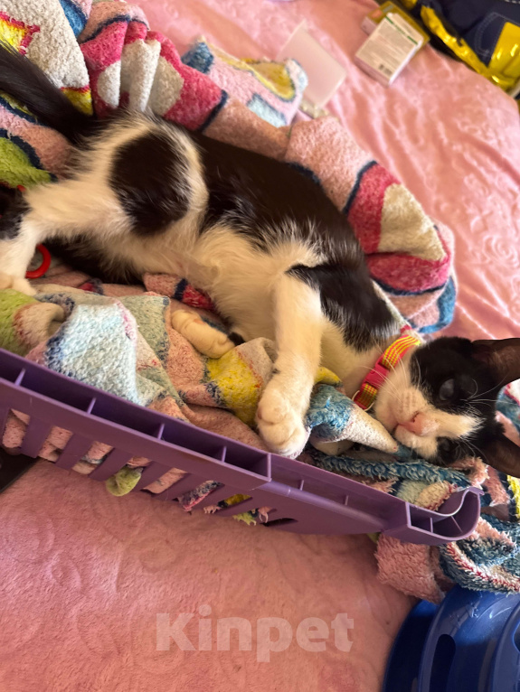 Кошки в Севастополе: Нежный котенок в поисках дома Девочка, Бесплатно - фото 6